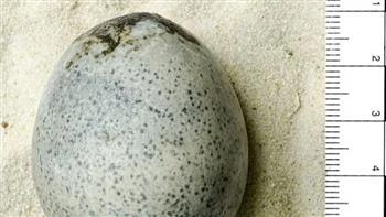 عمرها 1700 عام ومازالت سليمة.. اكتشاف بيضة أثرية ونادرة