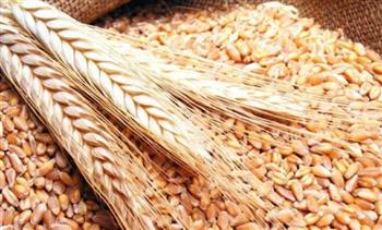   "السلع التموينية" تعلن عن ممارسة لاستيراد القمح من جميع المناشئ المدرجة
