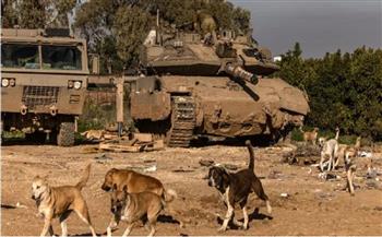   كلاب شوارع ضخمة تُثير ذعر جنود جيش الاحتلال الإسرائيلي