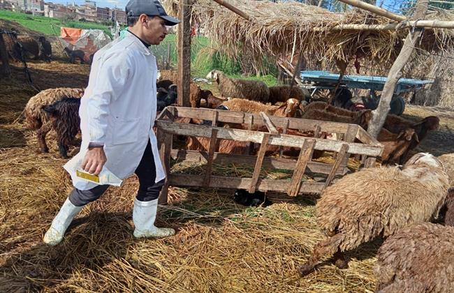 البحيرة.. ترقيم وتسجيل 10494 رأس ماشية وأغنام وتنفيذ 11 حملة تفتيشية