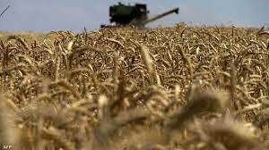 أوكرانيا: الطقس سيدمر 2% من محصول القمح الشتوي في 2024