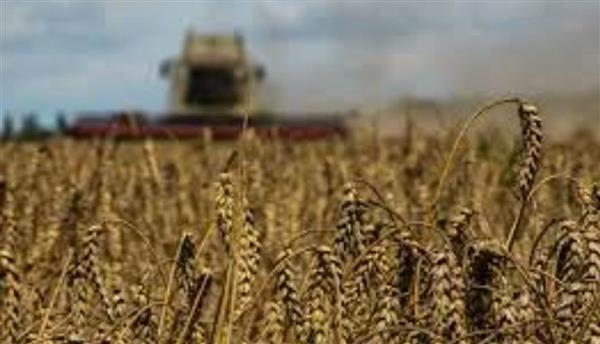 أوكرانيا: الطقس السيء سيدمر 2% من محصول القمح الشتوي في 2024