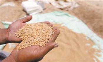   "حماية المنافسة": تجارة الحبوب تلعب دورا محوريًا في ضمان الأمن الغذائي