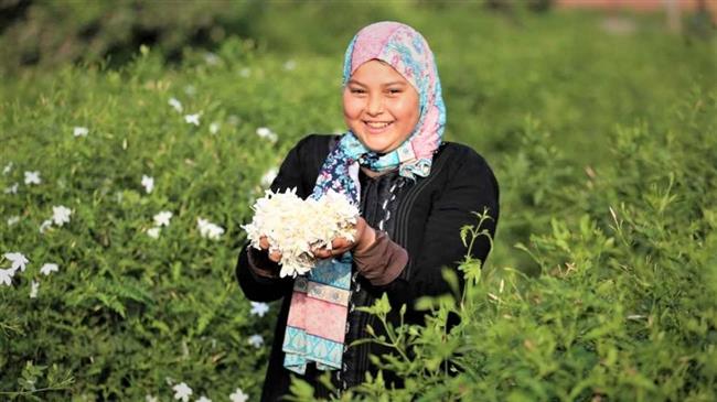 زراعة الغربية : المحافظة تستحوذ على أكثر من نصف إنتاج العالم من الياسمين 