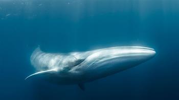   علماء يكشفون السر التشريحي وراء أغاني الحيتان