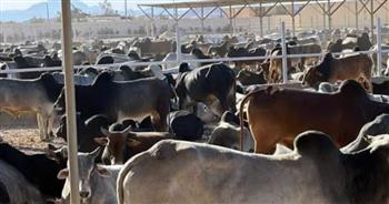   وصول 1500 رأس ماشية سوداني إلى مجزر "وادي دارا" بمدينة رأس غارب