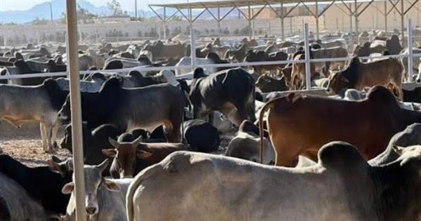 وصول 1500 رأس ماشية سوداني إلى مجزر "وادي دارا" بمدينة رأس غارب