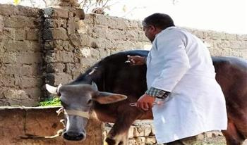   تحصين أكثر من 187 ألف رأس ماشية ضد الأمراض الوبائية بالشرقية