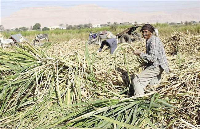 قنا.. توريد قصب السكر بـ 1500 جنيه للطن وحصر المعدات التابعة لمجالس المدن