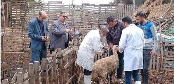 تحصين 43 ألفا و985 رأس ماشية ضد مرضي الجلد العقدي وجدري الأغنام بالشرقية