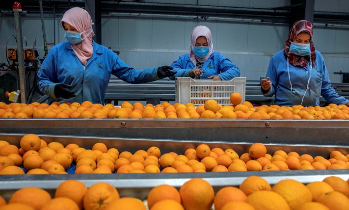 تحتل المركز الأول عالميا في البرتقال.. تعرف على الصادرات الزراعية بـ مصر