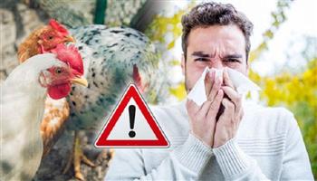   محافظة يابانية تعلن نيتها إعدام 110 آلاف دجاجة بسبب تفشي إنفلونزا الطيور
