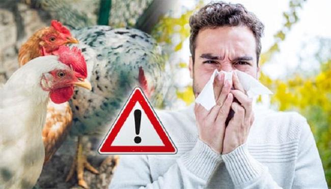 محافظة يابانية تعلن نيتها إعدام 110 آلاف دجاجة بسبب تفشي إنفلونزا الطيور
