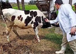   "بيطرى الوادي الجديد": الانتهاء من تحصين الماشية ضد مرض الجلد العقدى