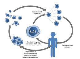   دراسة بريطانية : تكتشف نوعا جديدا من العلاج بالخلايا المناعية 