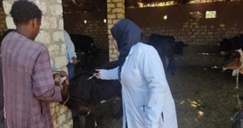   تحصين 153 ألف رأس من الماشية ضد الأمراض الوبائية بالغربية