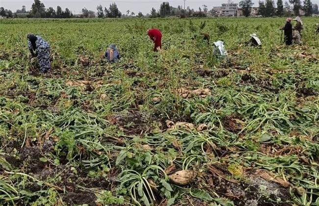 الغربية : الاستعداد لاستقبال موسم زراعة البنجر بتوفير كافة المستلزمات