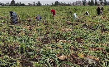   الغربية : الاستعداد لاستقبال موسم زراعة البنجر بتوفير كافة المستلزمات