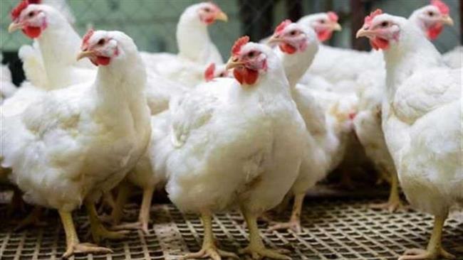 الزراعة تنفي وجود فيروس يصيب الدواجن