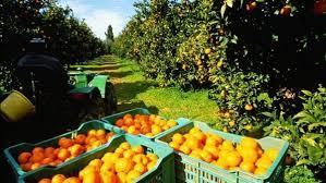   "الموالح" : مصر رقم واحد فى العالم لإنتاج البرتقال 