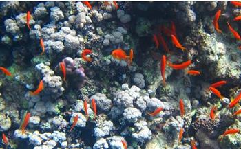   الشعاب المرجانية مهددة بالاختفاء للأبد.. والسبب ارتفاع درجة حرارة كوكب الأرض
