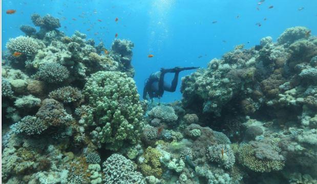 ماذا يحدث إذا اختفت الشعاب المرجانية؟!.. متخصص في الحياة البحرية يوضح