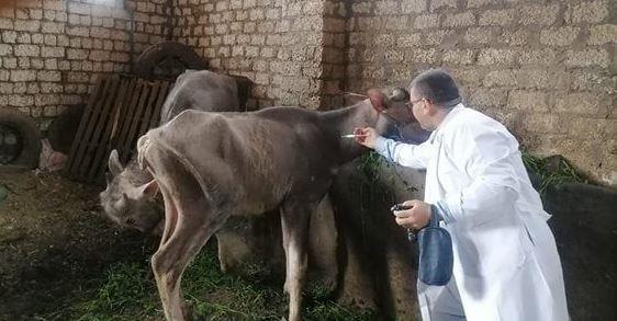 انطلاق أعمال الحملة القومية للتحصين ضد الأمراض الوبائية بالأقصر