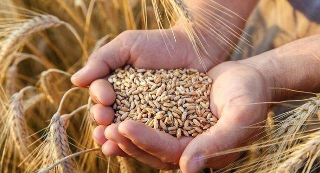 زيادة سعر توريده إلى 2000 جنيه.. الحكومة تدعم مزراعى القمح مع بشائر الحصاد