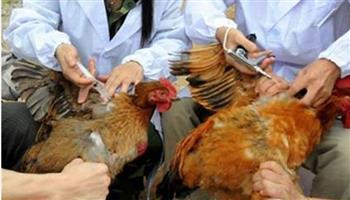   محافظ كفرالشيخ: تحصين الطيور ضد الأمراض الوبائية أداة مهمة للحماية من الفيروسات