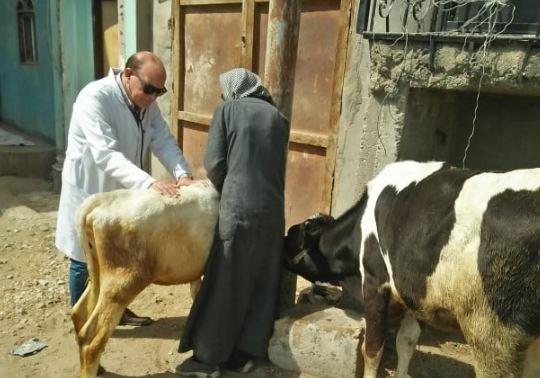 جامعة الزقازيق توجه قافلة بيطرية لقرية الجزيرة مركز الزقازيق بالشرقية