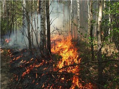 فرق الإطفاء في تكساس تواصل جهودها لاحتواء أكبر حريق للغابات في تاريخ الولاية