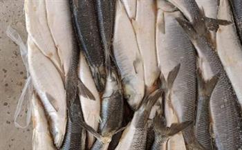 ضبط 32 طن سمك مجمد غير صالح للاستهلاك الآدمي بـ كوم حمادة