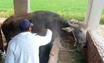   بيطري الشرقية: تحصين 66 ألف رأس ماشية ضد الحمى القلاعية والوادي المتصدع