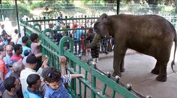 "الزراعة": 36 ألف زائر لـ حدائق الحيوان بالمحافظات خلال أول أيام عيد الفطر