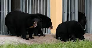   إنقاذ 16 من صغار الدب الأسود 