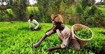   أسعار الشاي في كينيا تسجل أعلى مستوى لها منذ 30 عاما