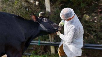   تحصين 160 ألف رأس ماشية بالحملة القومية لمجابهة أمراض الحمى القلاعية بالمنيا