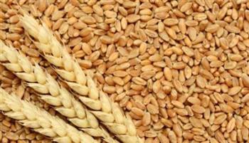   وزارة الزراعة: قدمنا كافة التسهيلات الممكنة لزيادة إنتاجية القمح وحصاد الخير