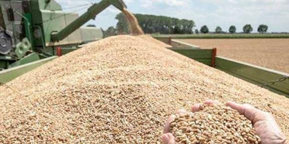 غدا.. انطلاق موسم توريد القمح بالقليوبية 