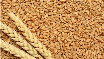  محافظ أسوان: غدا استلام محصول القمح الجديد