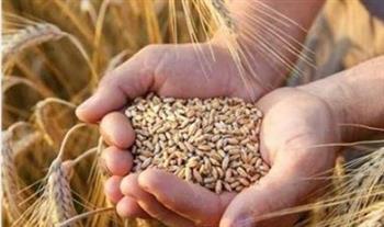   رئيس "الإصلاح الزراعي" يشهد افتتاح موسم حصاد القمح في سيناء