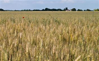  وكيل زراعة الإسكندرية : حقول القمح هذا العام بحالة ممتازة ومبشرة