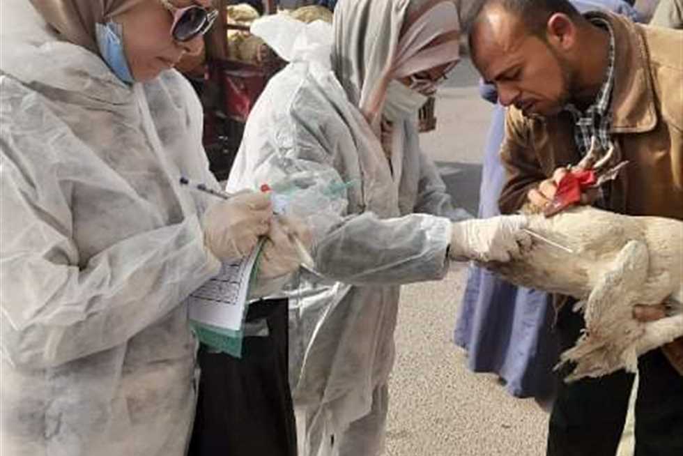 الشرقية : تحصين أكثر من 194 ألفًا و550 طائرًا ضد أنفلونزا الطيور والأمراض الوبائية