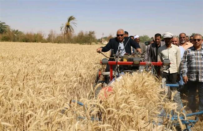 على مساحة 328 ألف فدان.. محافظ الوادي الجديد يفتتح موسم حصاد القمح 2024