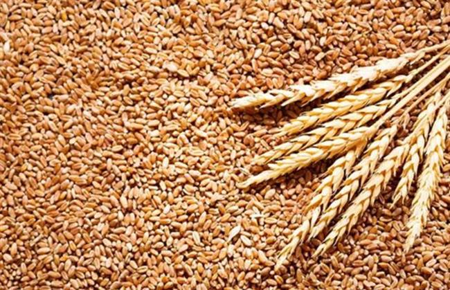 أستاذ في الاقتصاد الزراعي: "التموين" تستهدف توريد 3.5 مليون طن قمح هذا العام
