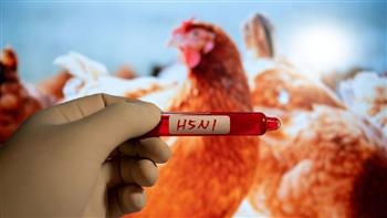   نفوق 48 مليون طائر بسبب إنفلونزا الطيور