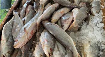   ضبط نحو 6 أطنان أسماك مملحة ومدخنة مجهولة المصدر قبل ترويجها بالقاهرة