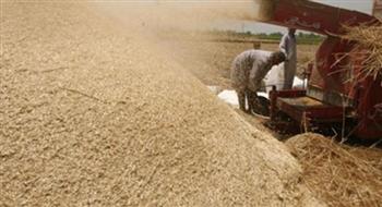   توريد 798 طن من محصول القمح بالقليوبية 