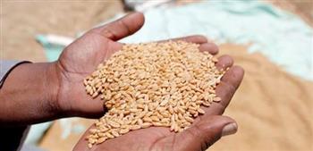   "الزراعة": تغطية كل أنحاء الجمهورية بتقاوي القمح المعتمدة لأول مرة هذا العام 