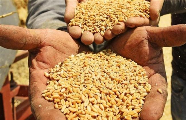 12 نقطة تجميع.. توريد 6383 طن قمح لصوامع وشون القليوبية